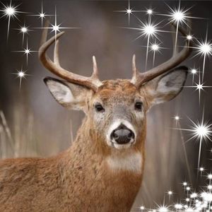 Meet your Posher, Jeffrey